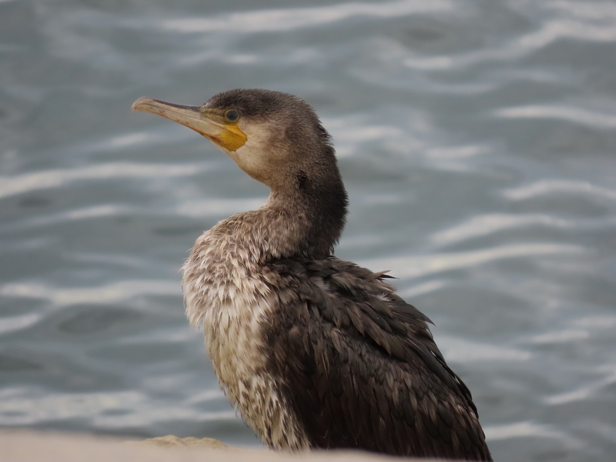 Great Cormorant - ML643958471