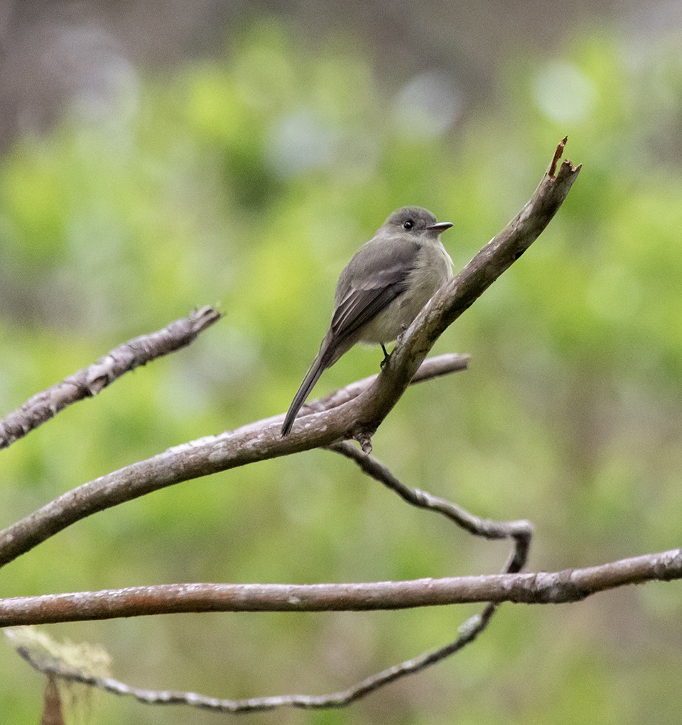 Hispaniolan Pewee - ML643958480