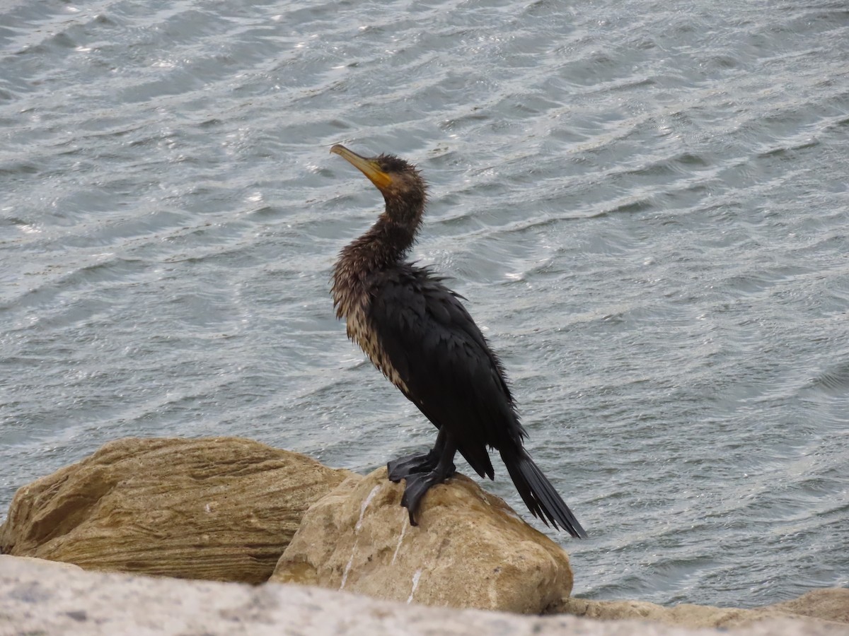 Great Cormorant - ML643958488