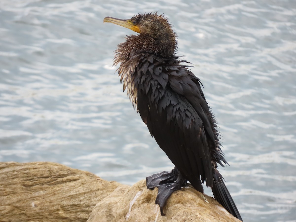 Great Cormorant - ML643958490