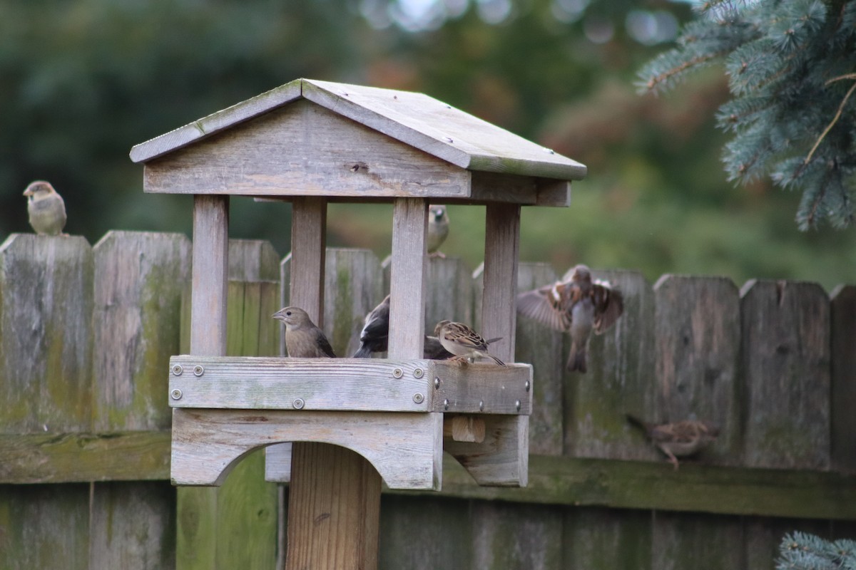 House Sparrow - ML643958540