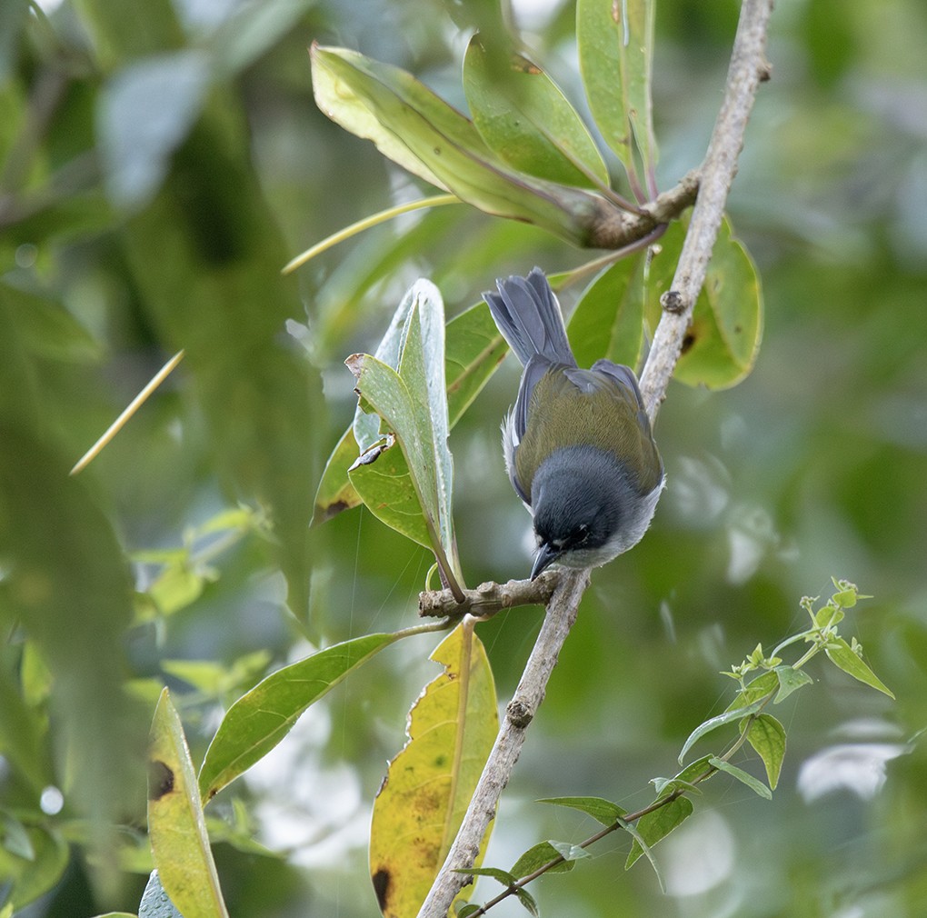 ハジロアメリカムシクイ - ML643958545