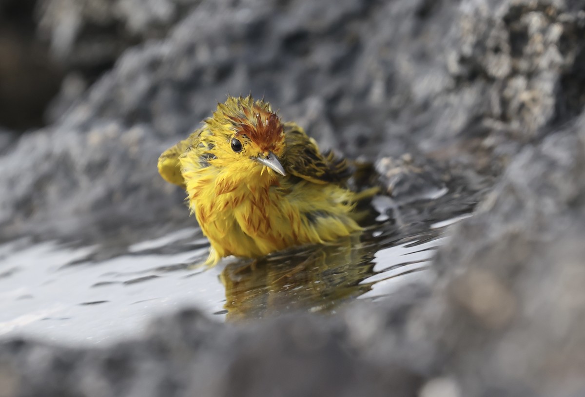 Mangrove Yellow Warbler (Galapagos) - ML643958550