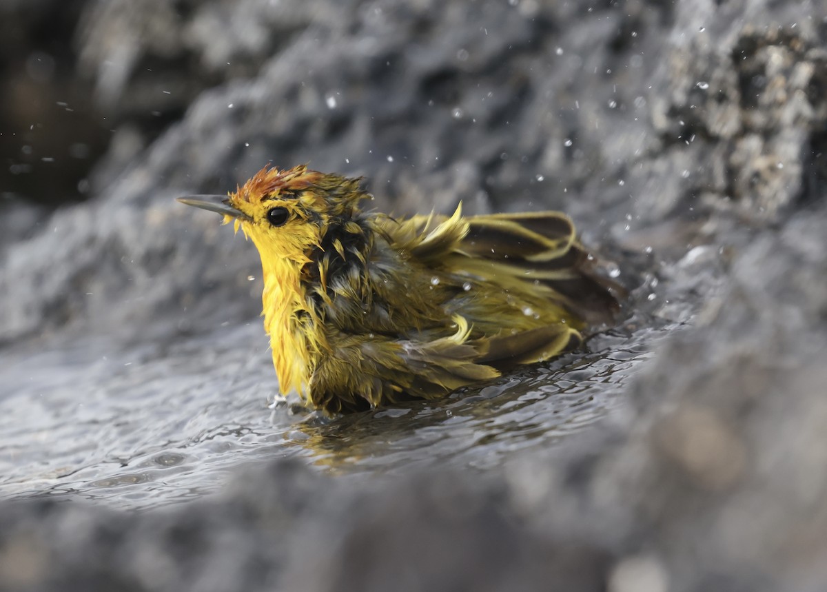Mangrove Yellow Warbler (Galapagos) - ML643958552