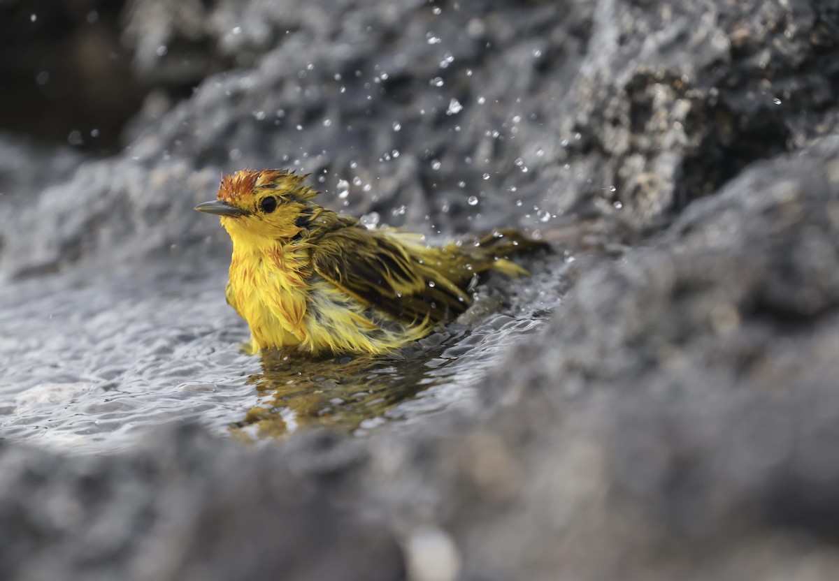 Mangrove Yellow Warbler (Galapagos) - ML643958553