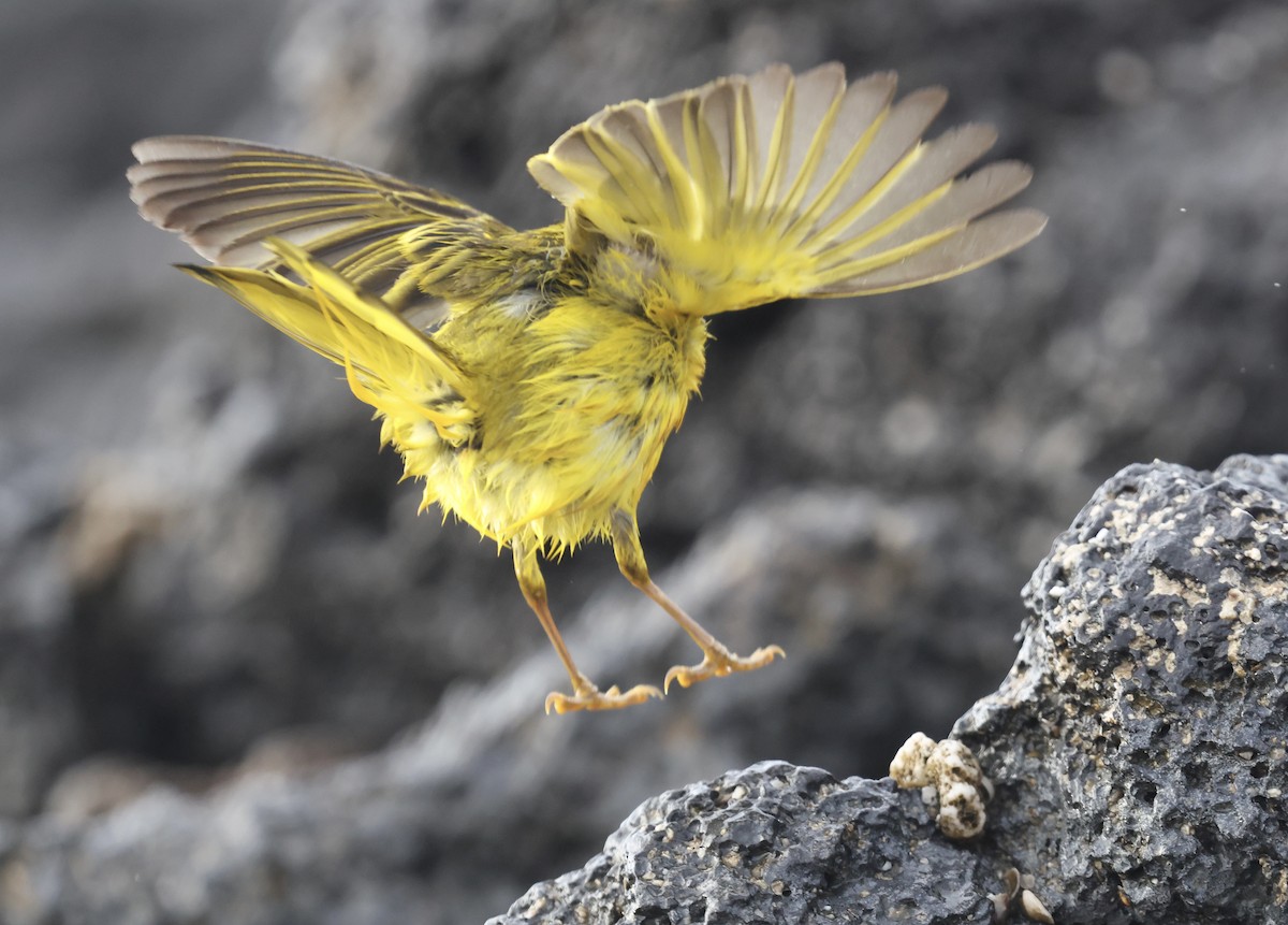 Mangrove Yellow Warbler (Galapagos) - ML643958555