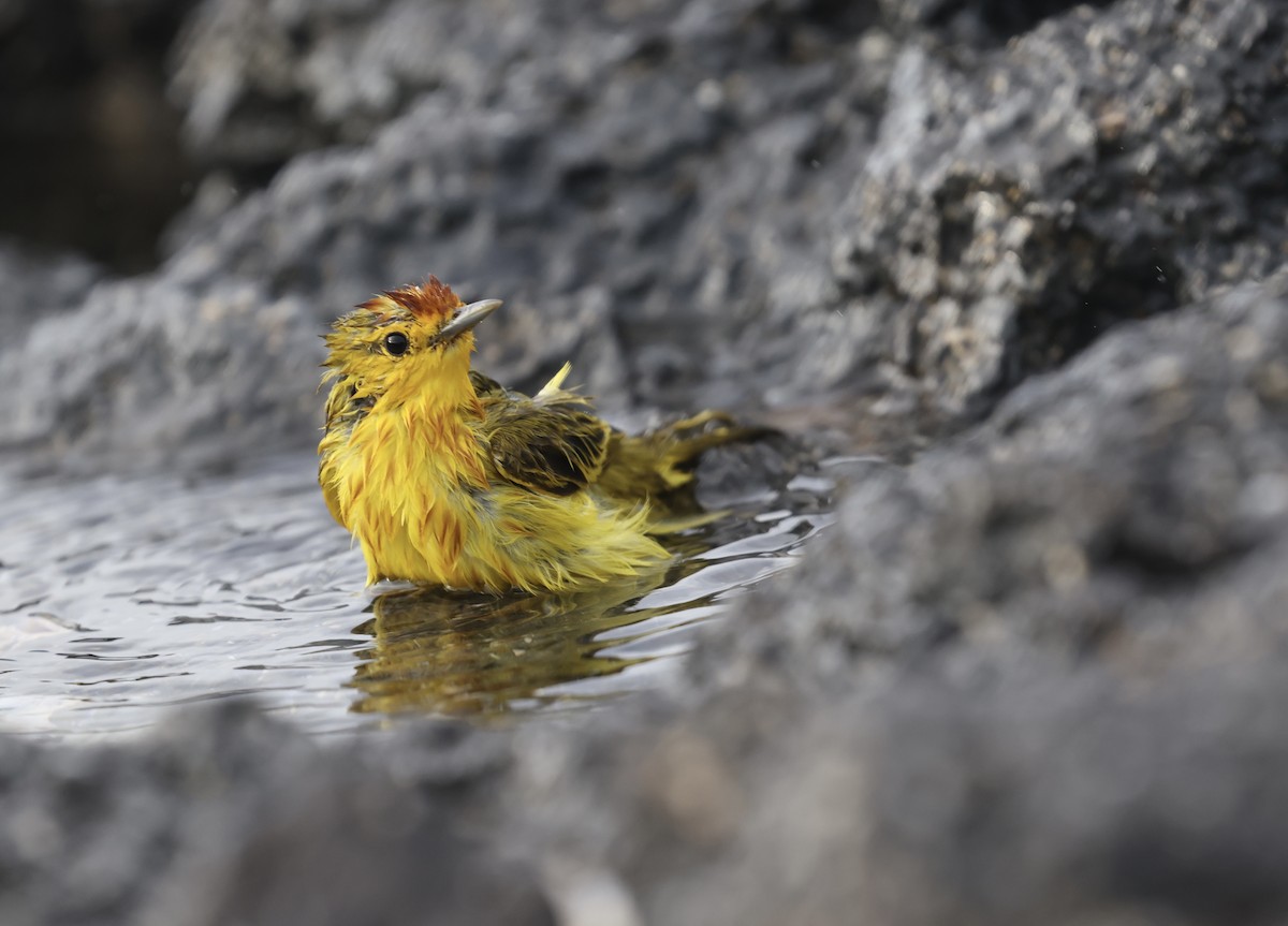 Mangrove Yellow Warbler (Galapagos) - ML643958556