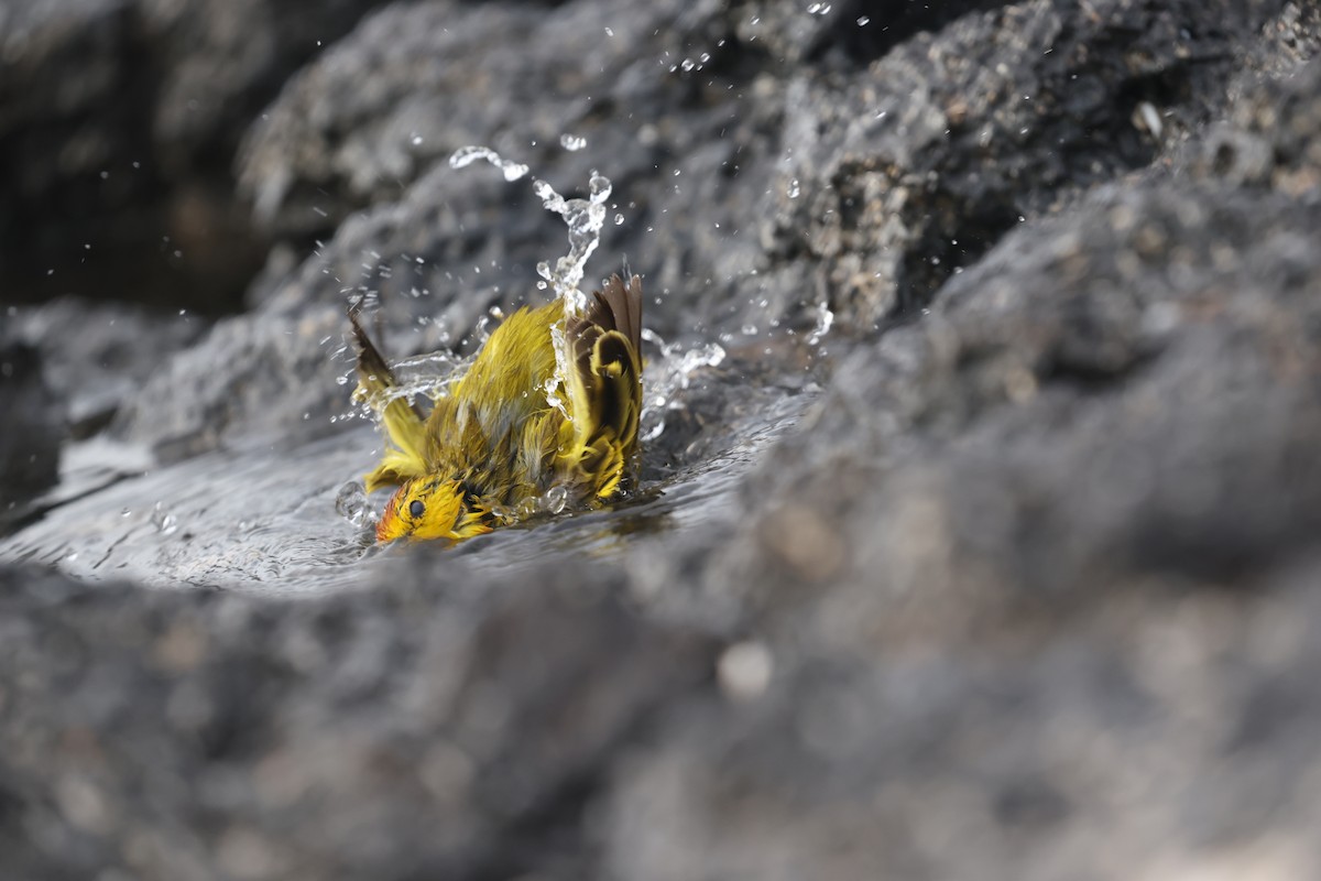 Mangrove Yellow Warbler (Galapagos) - ML643958557