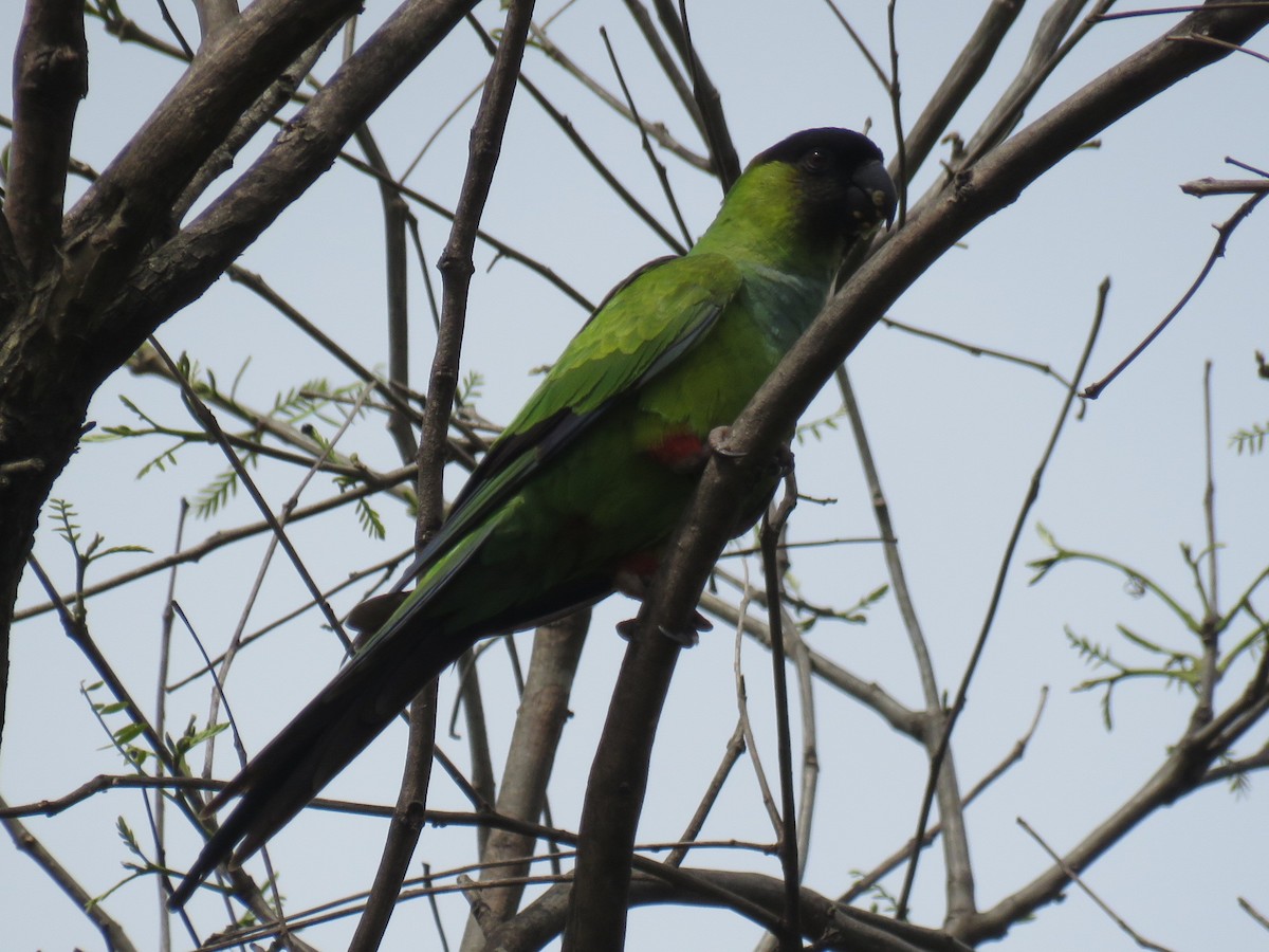 クロガミインコ - ML643958578