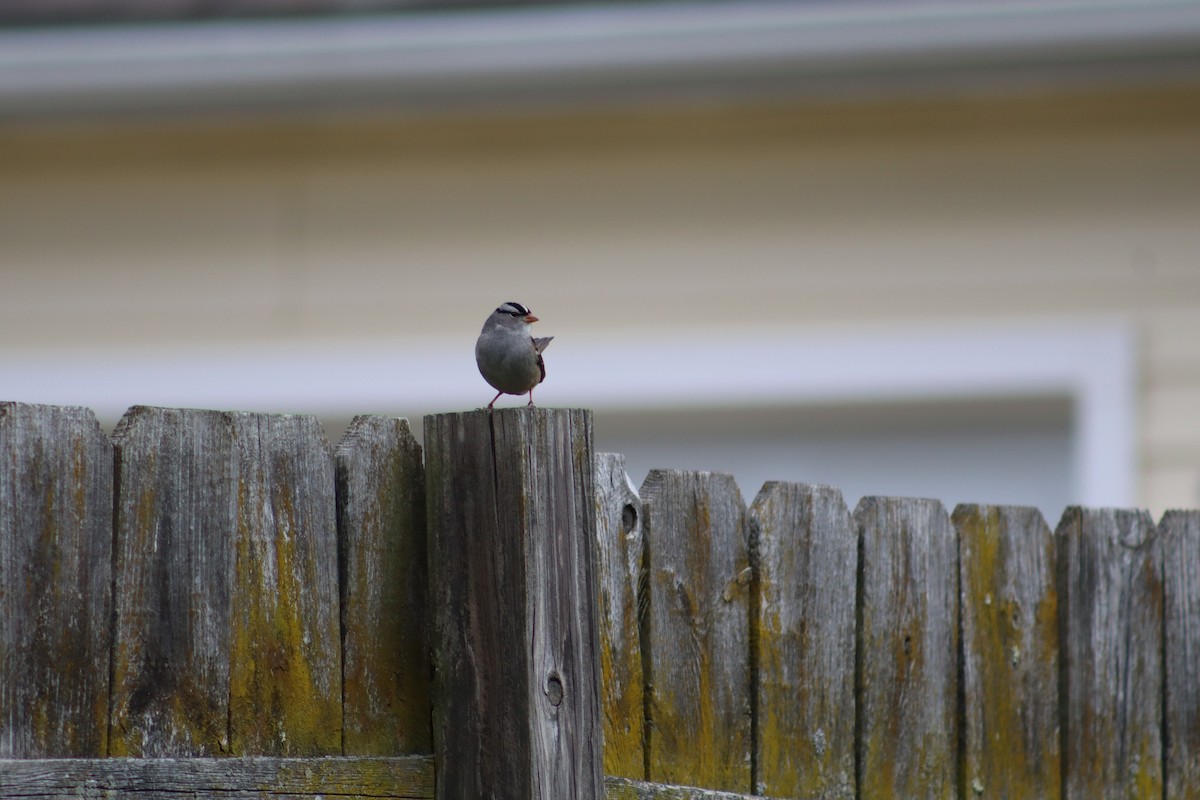 White-crowned Sparrow - ML643958599