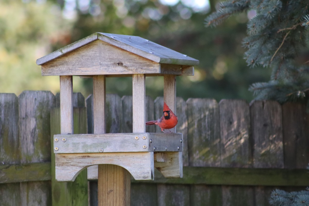 Northern Cardinal - ML643958614