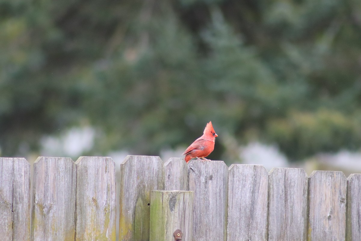 Northern Cardinal - ML643958621