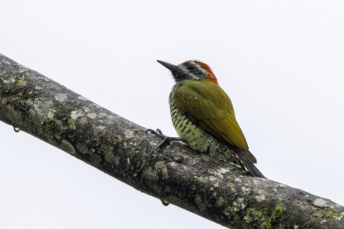 Yellow-vented Woodpecker - ML643958629