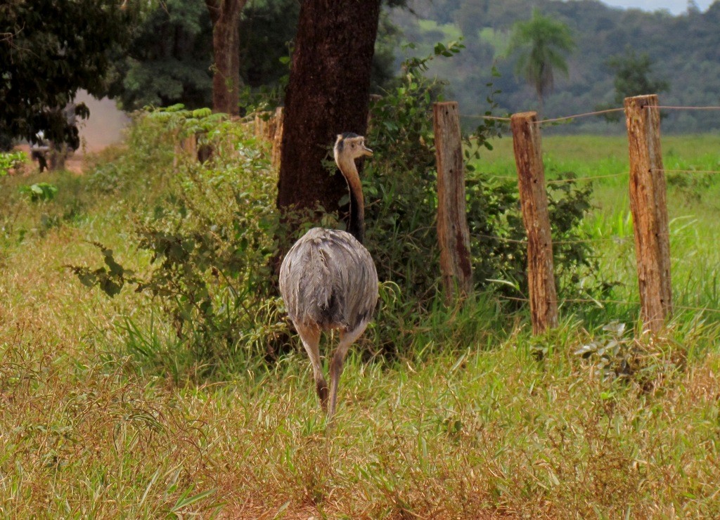 Greater Rhea - ML643958631