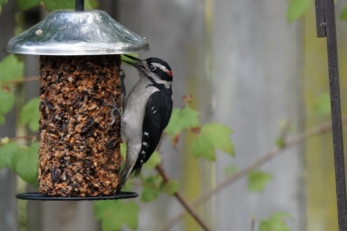 Hairy Woodpecker - ML643958640