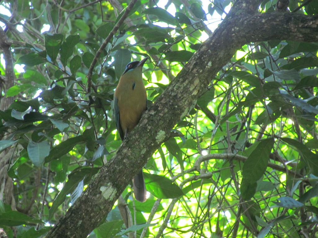 Amazonian Motmot - ML643958644