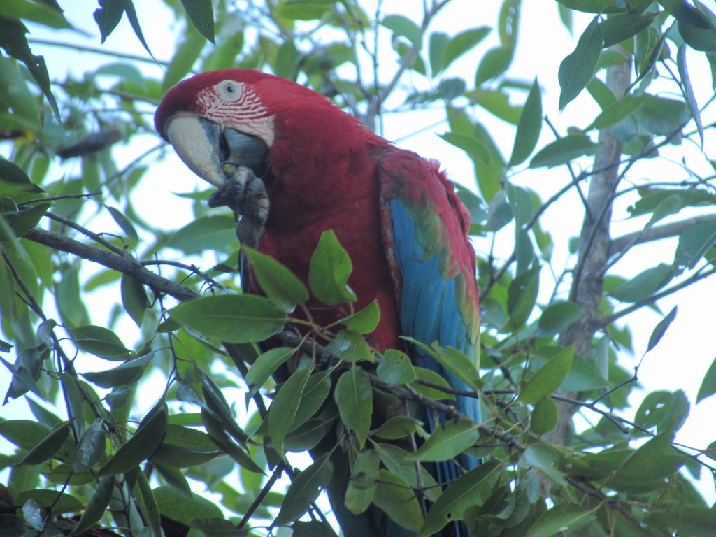 Red-and-green Macaw - ML643958645