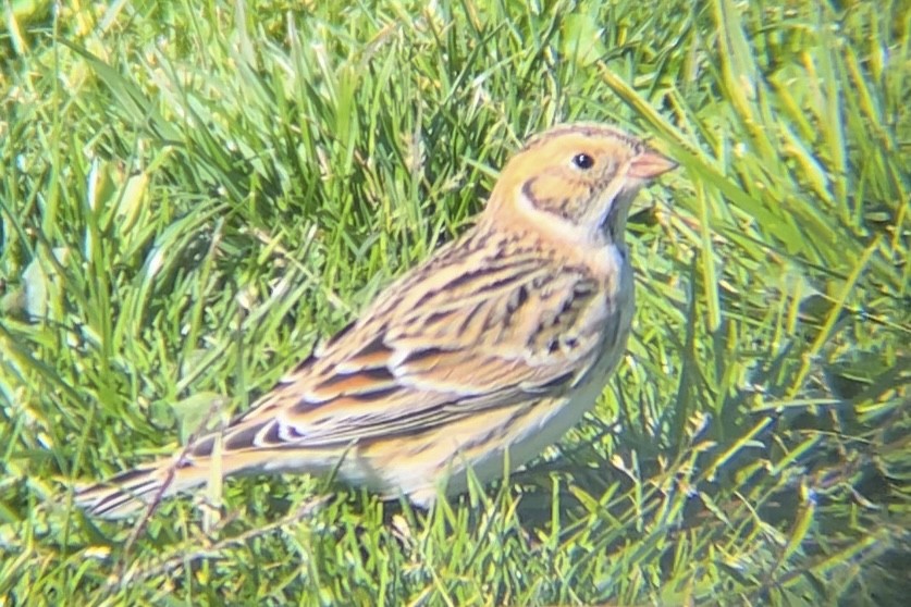 鐵爪鵐 - ML643958647