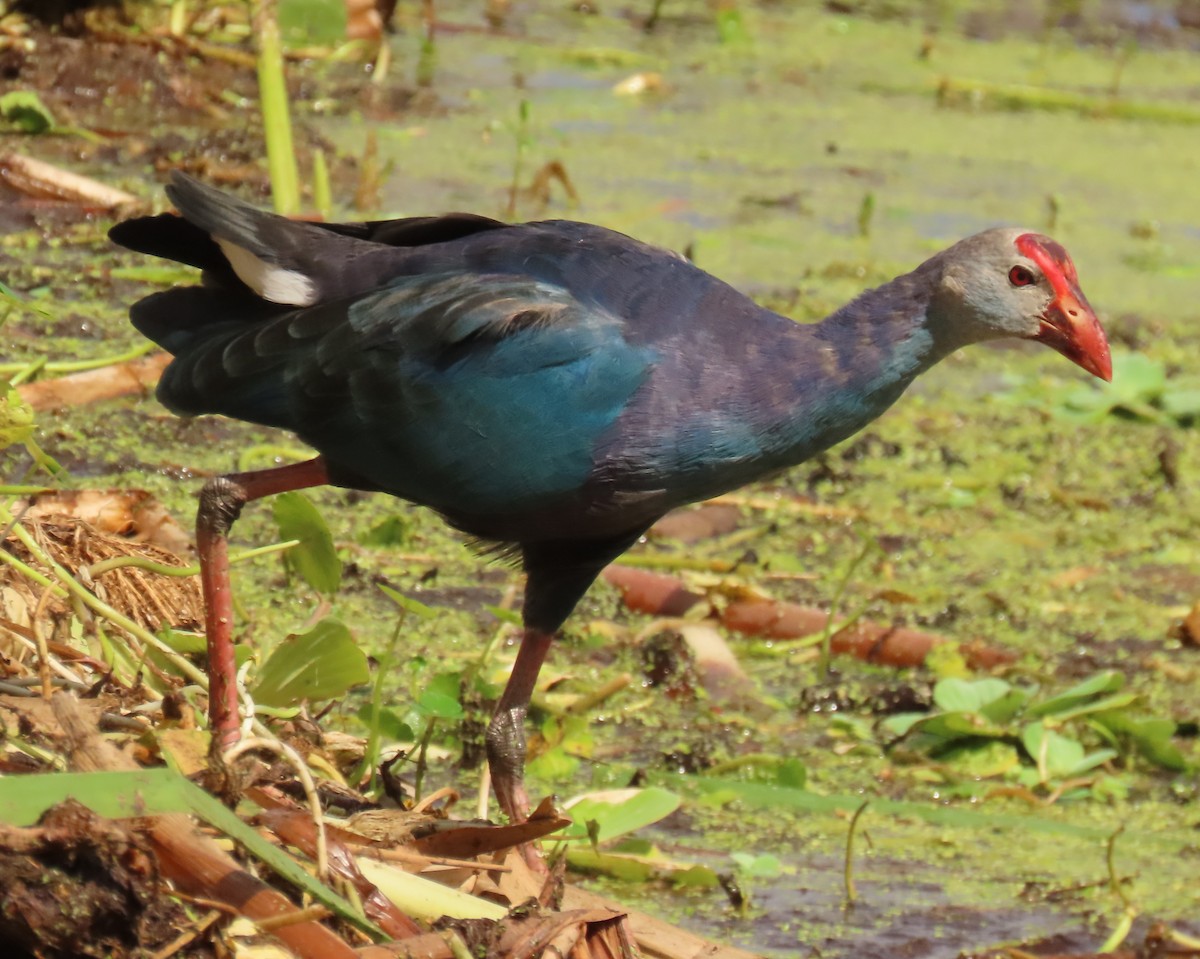 Uroilo urdin burugrisa - ML643958649