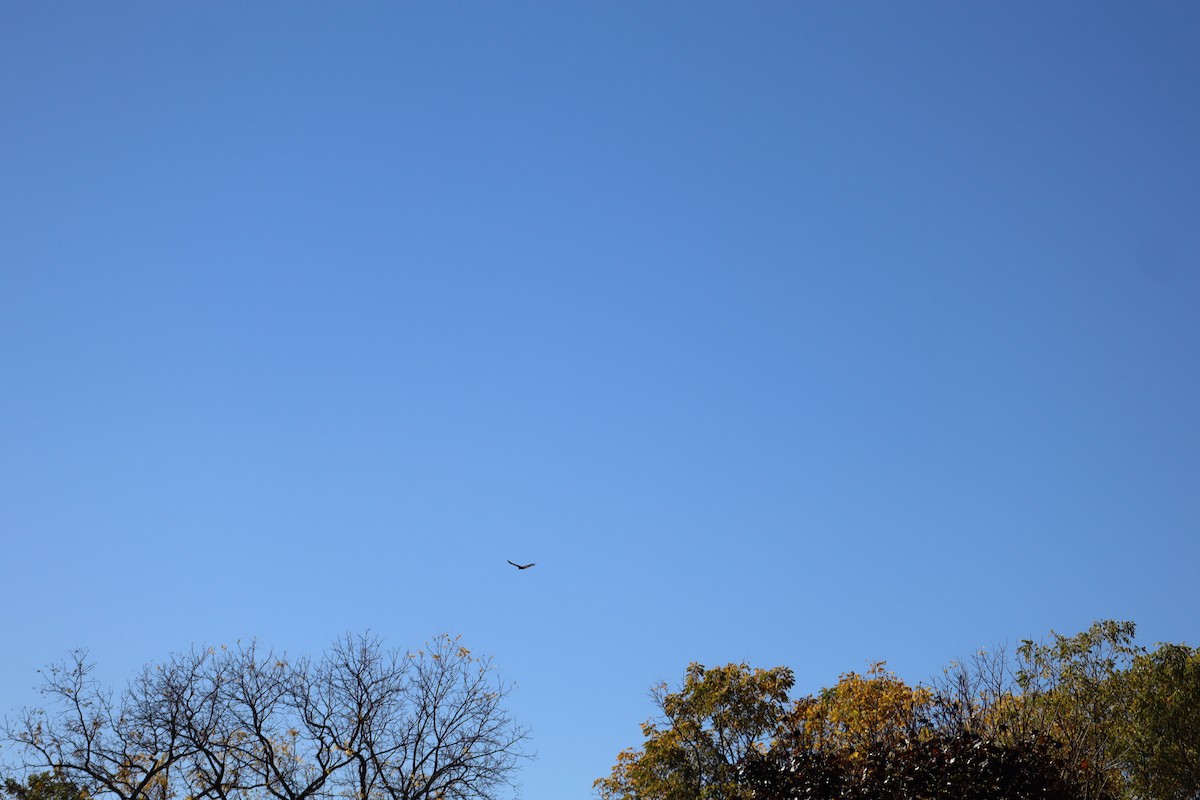 Turkey Vulture - ML643958658