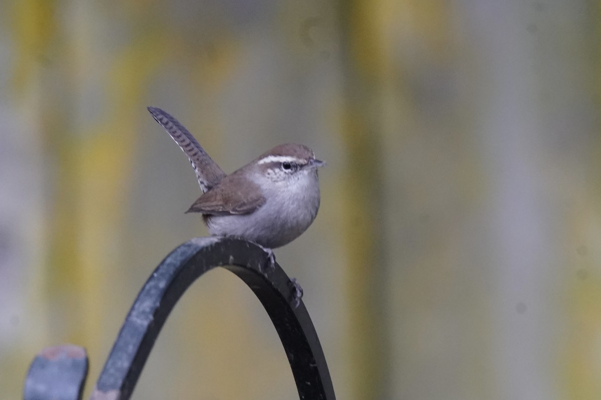 Bewick's Wren - ML643958669
