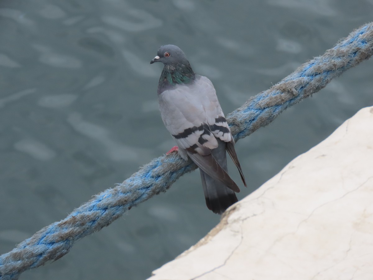 Хөхвөр тагтаа (суурин газрын) - ML643958672