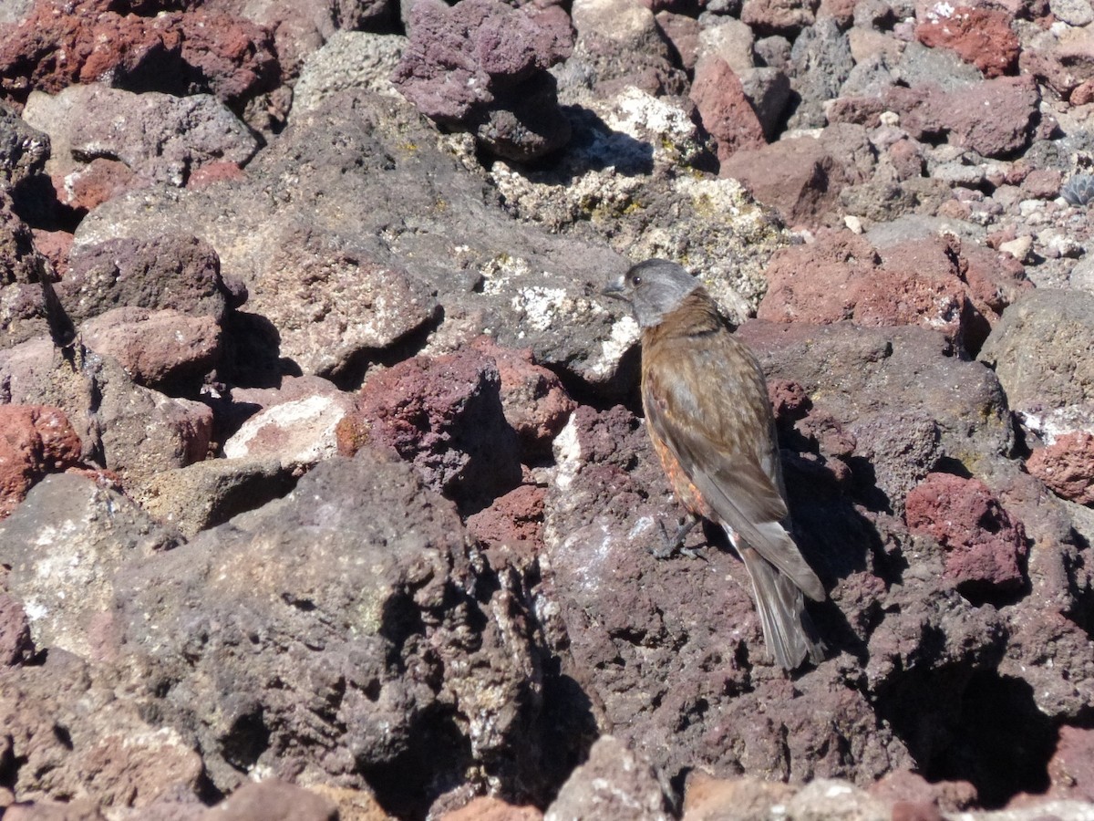 Gray-crowned Rosy-Finch - ML643958673