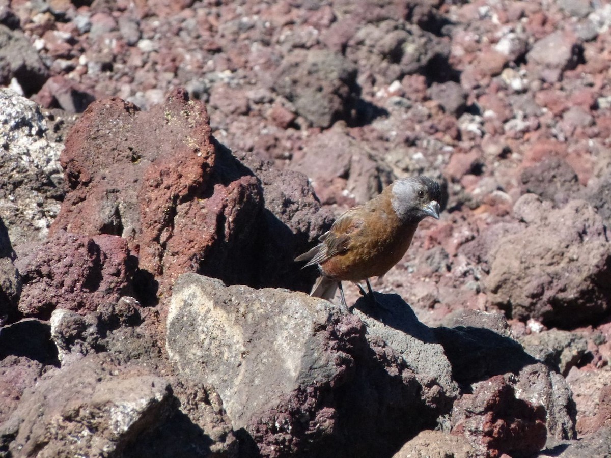 Gray-crowned Rosy-Finch - ML643958683
