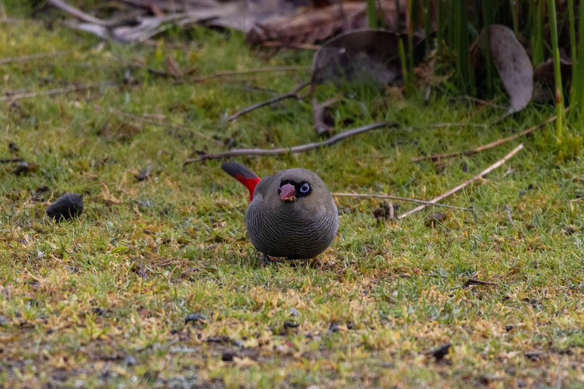 Beautiful Firetail - ML643958690