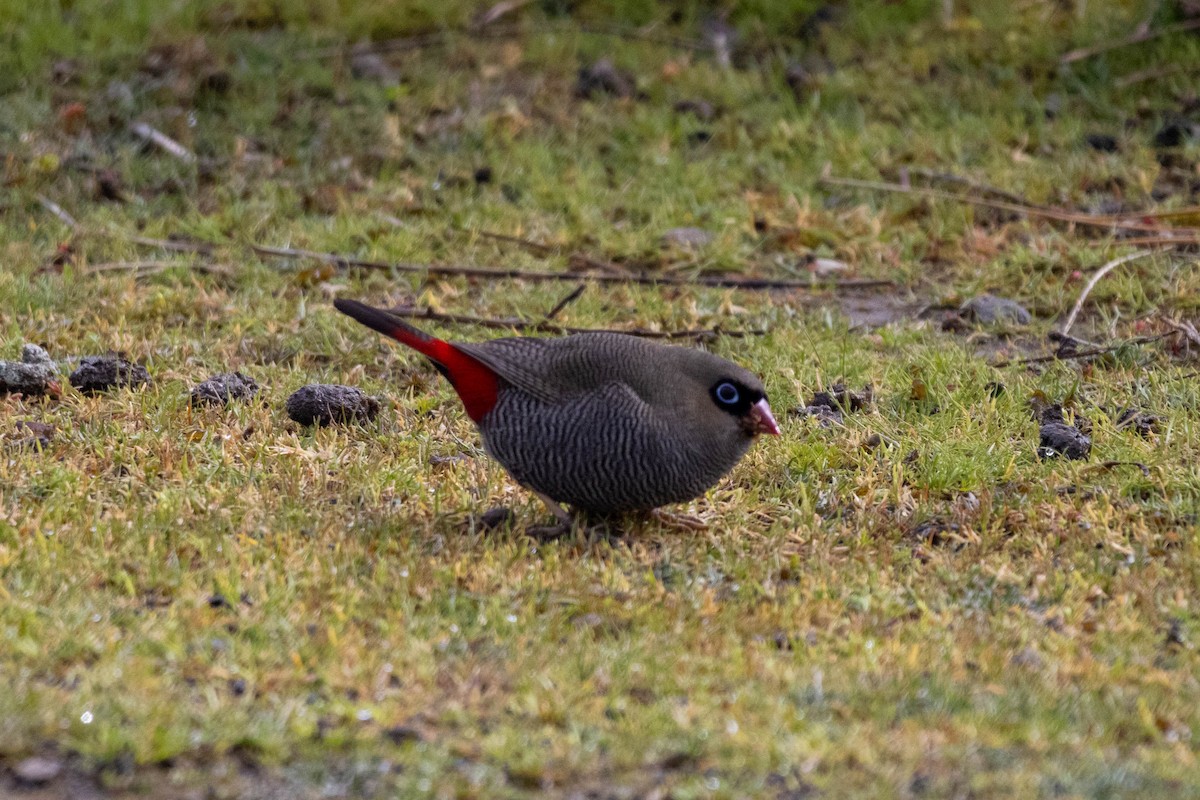 Beautiful Firetail - ML643958691