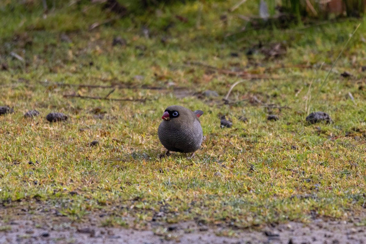 Beautiful Firetail - ML643958692