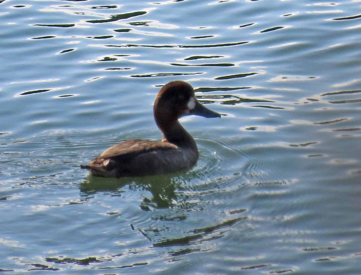 צולל ימי - ML643958697