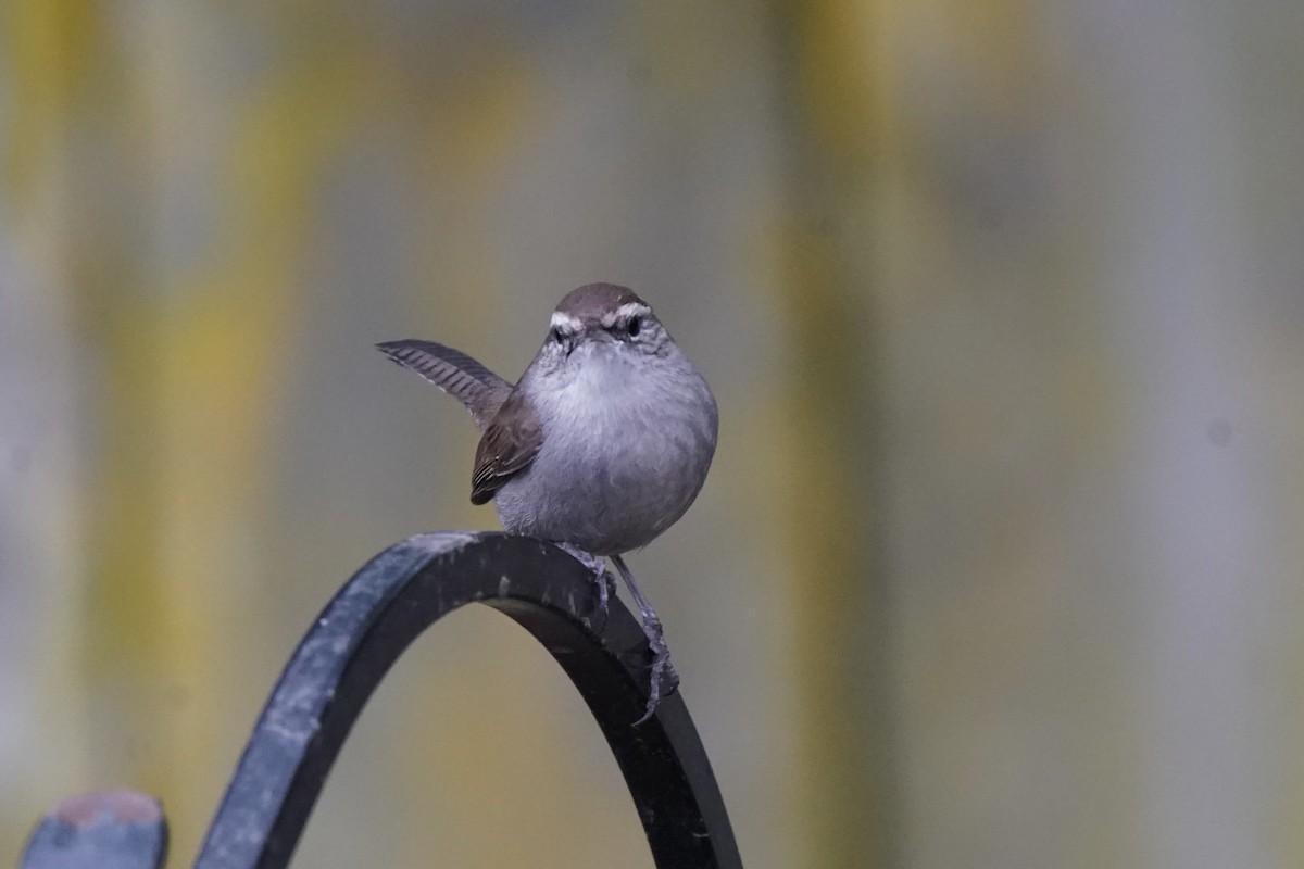 Bewick's Wren - ML643958698