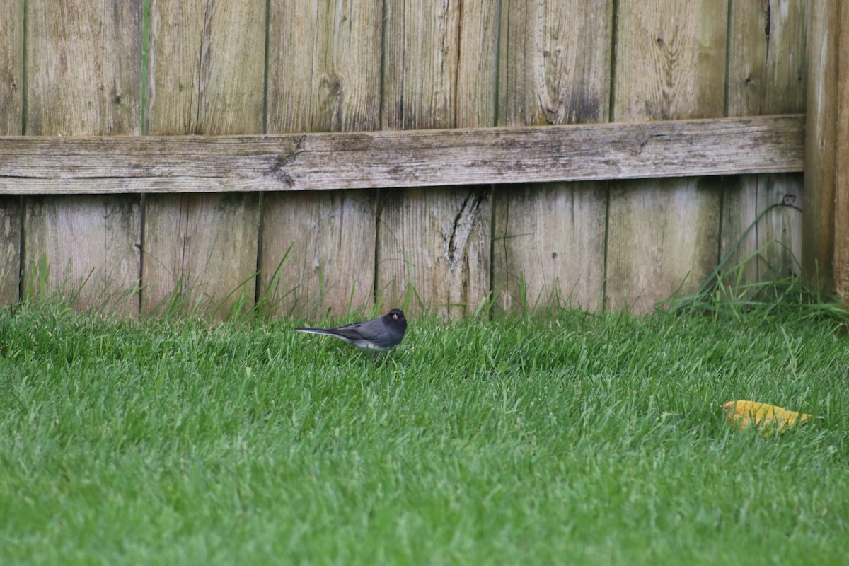 Dark-eyed Junco - ML643958704