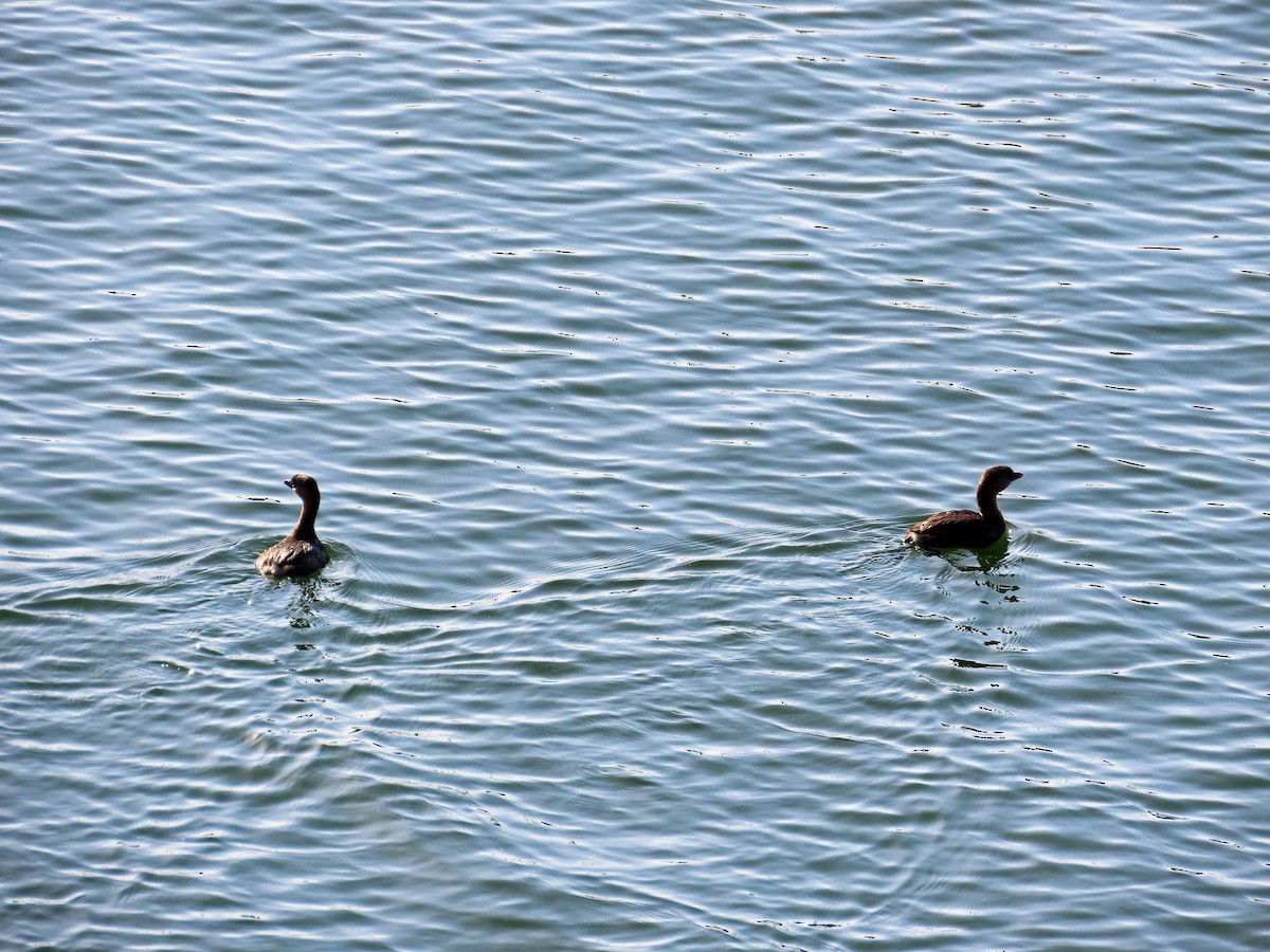 טבלן עקוד-מקור - ML643958705