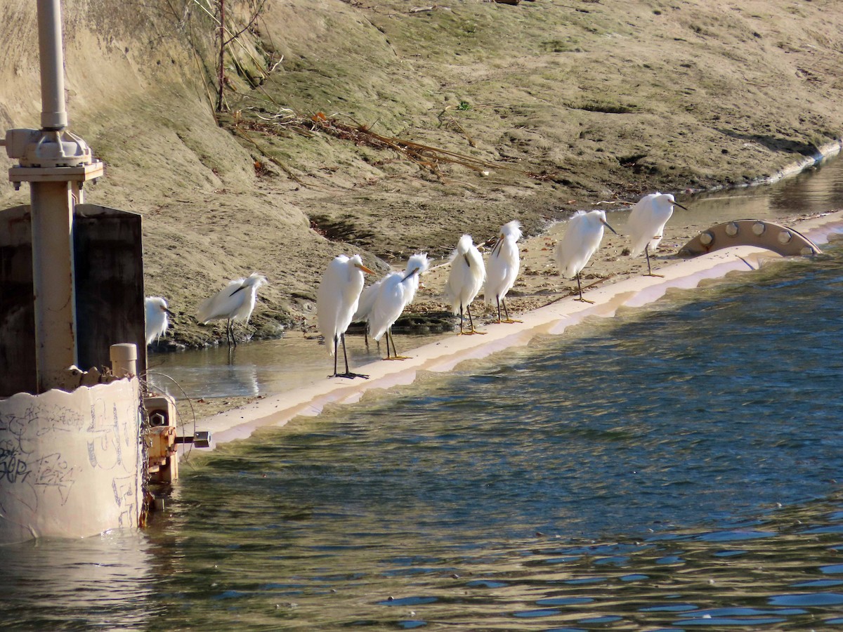 לבנית אמריקנית - ML643958719