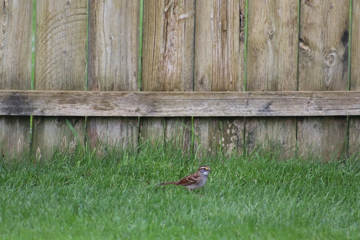 White-throated Sparrow - ML643958730