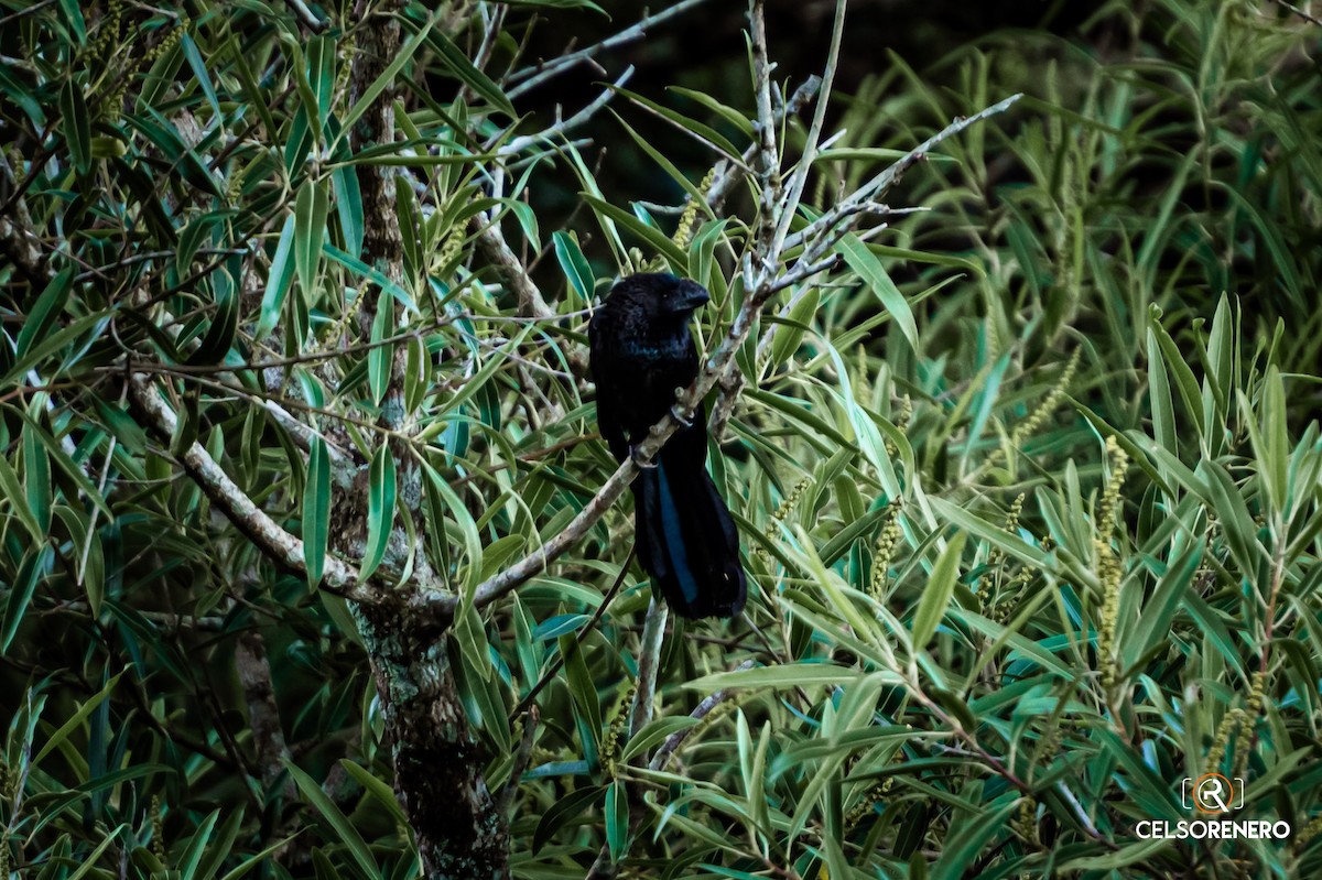 Smooth-billed Ani - ML643958740