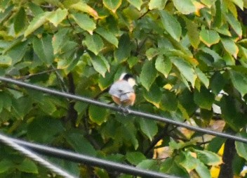 Mésange variée - ML643958743