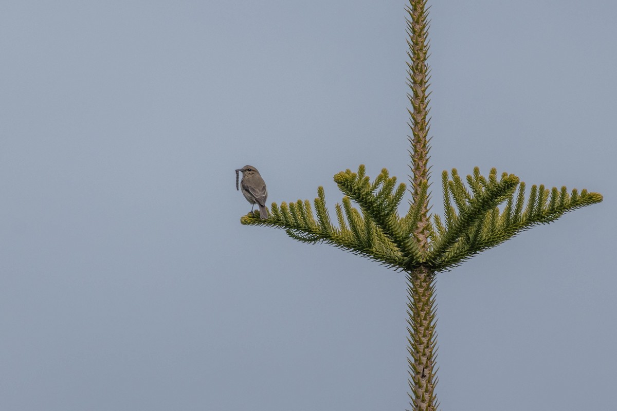 Dusky Robin - ML643958752