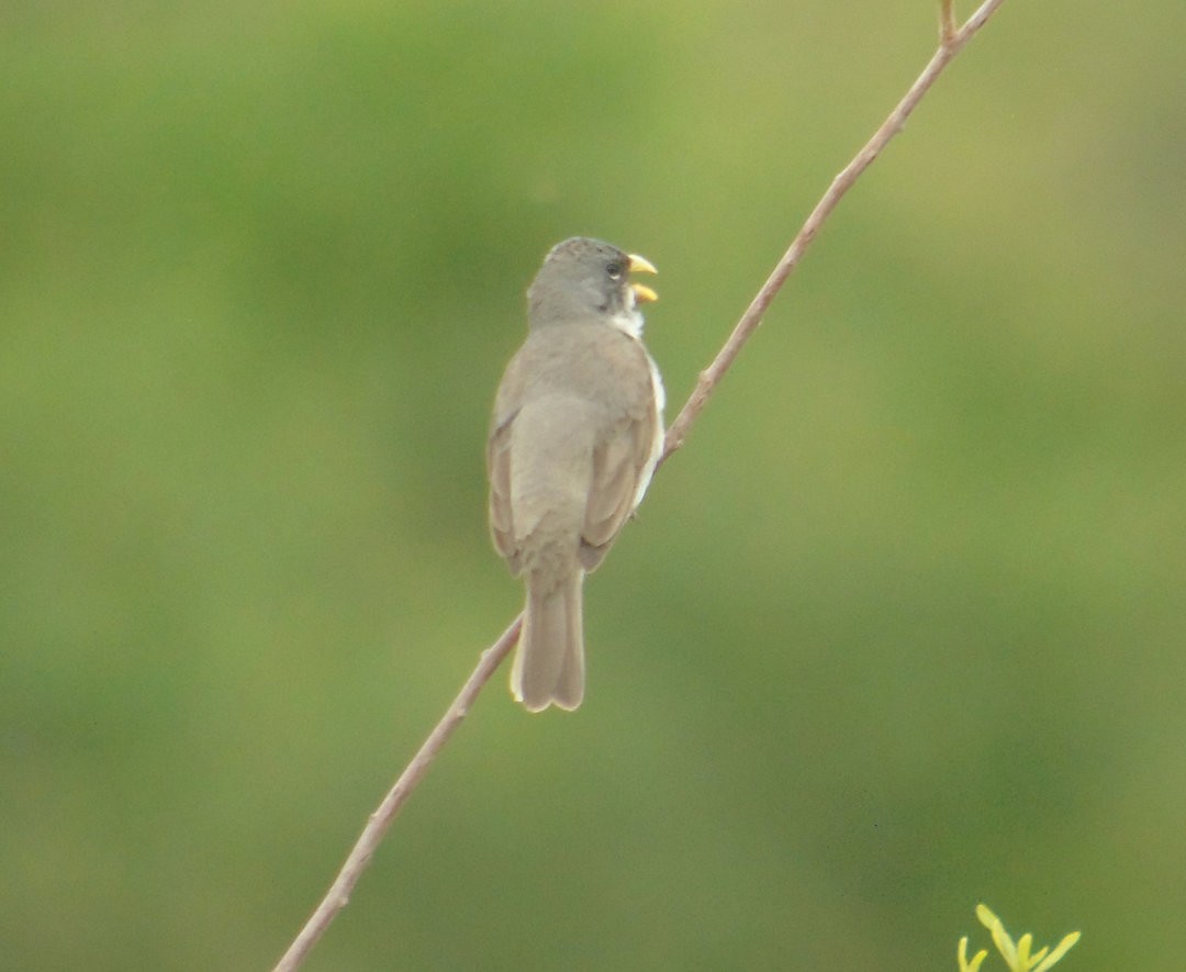 Double-collared Seedeater - ML643958762
