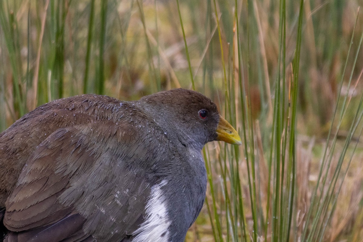 Tasmanian Nativehen - ML643958763