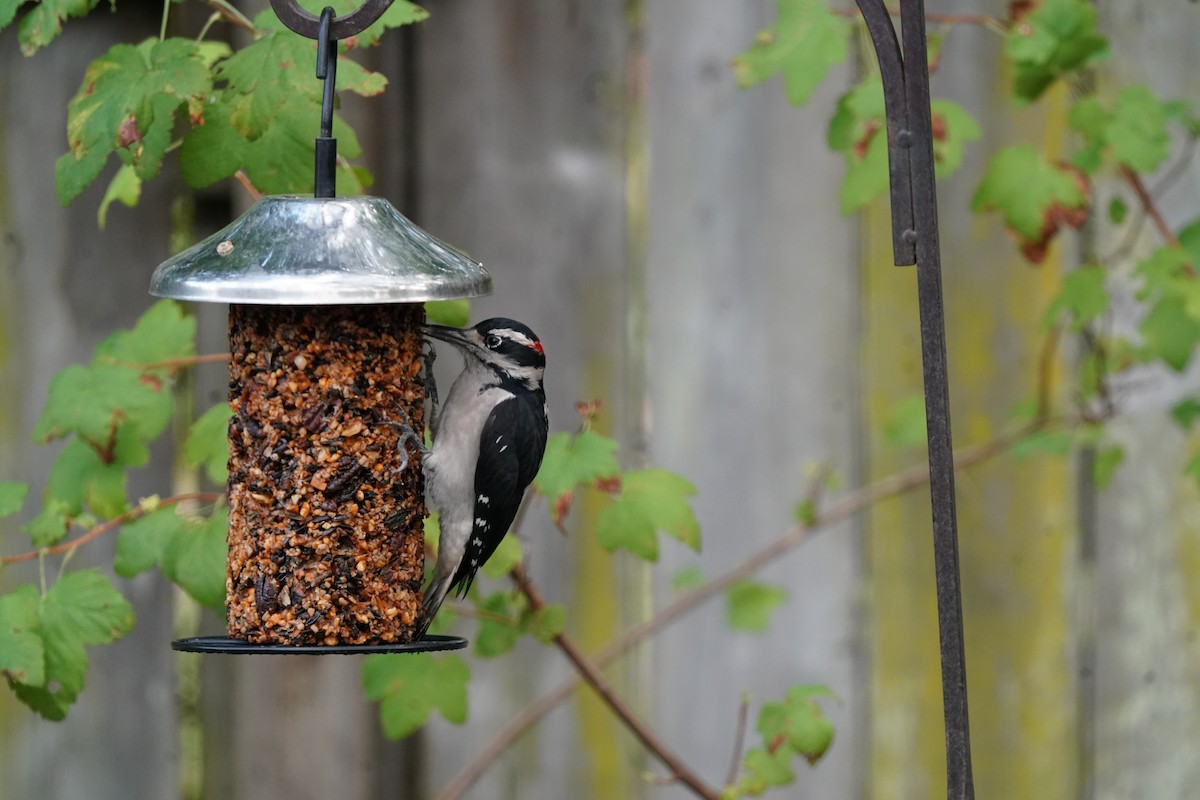 Hairy Woodpecker - ML643958766