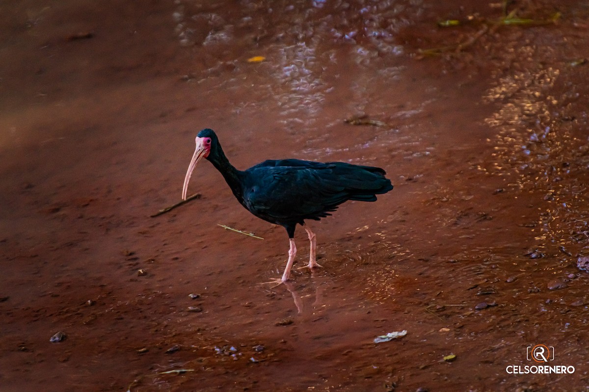 rødmaskeibis - ML643958775