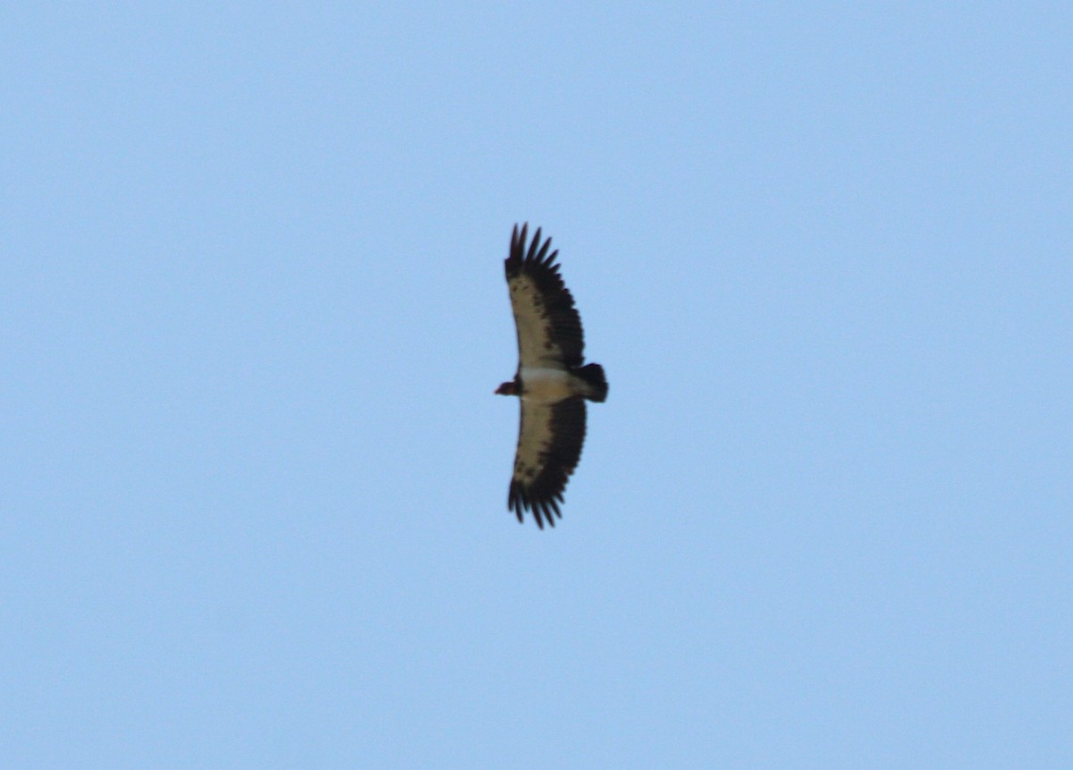 King Vulture - ML643958782