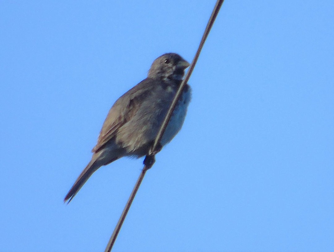 Double-collared Seedeater - ML643958784