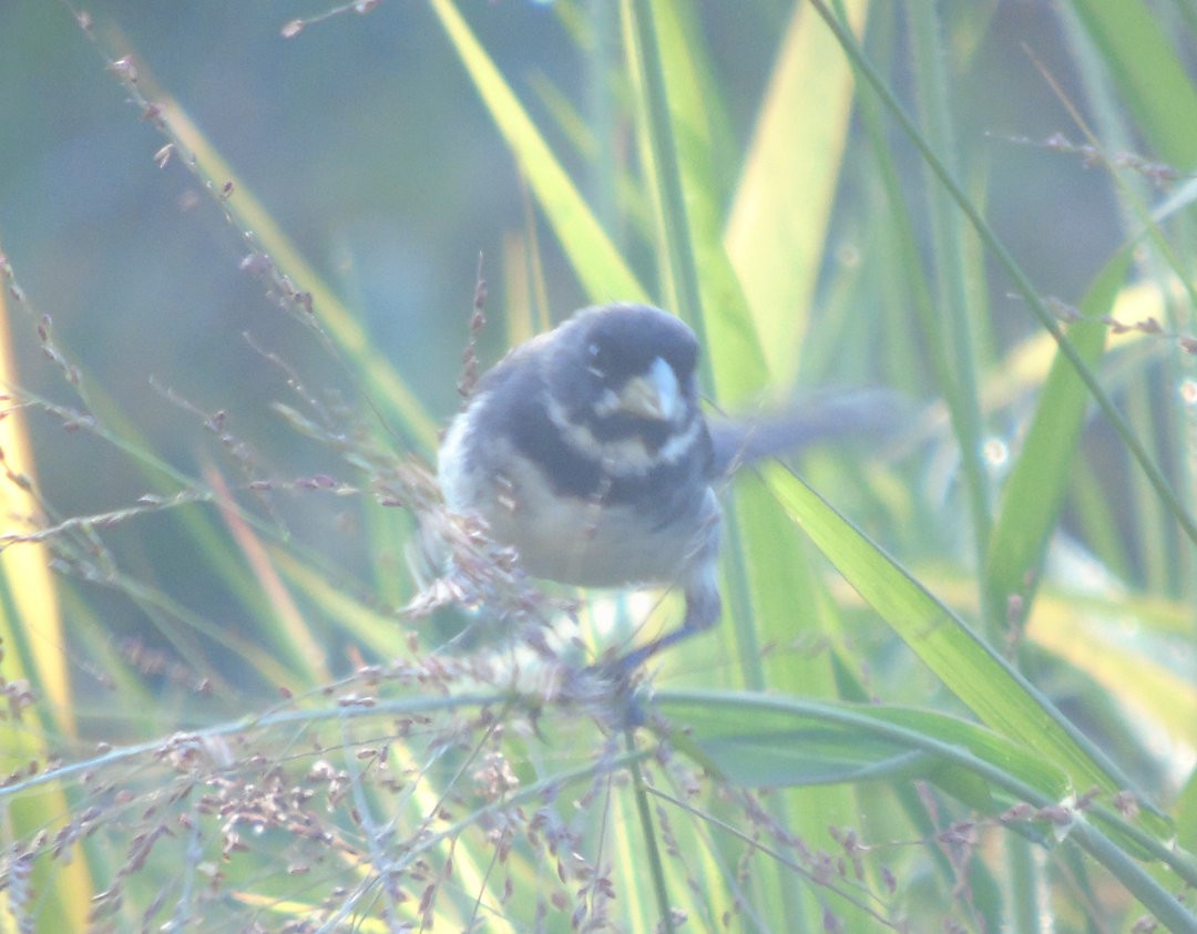Double-collared Seedeater - ML643958797