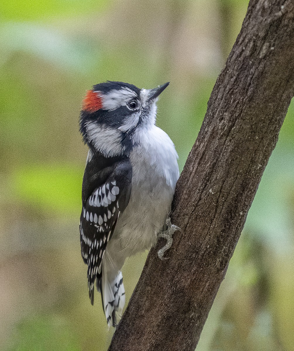 Downy Woodpecker - ML643958802