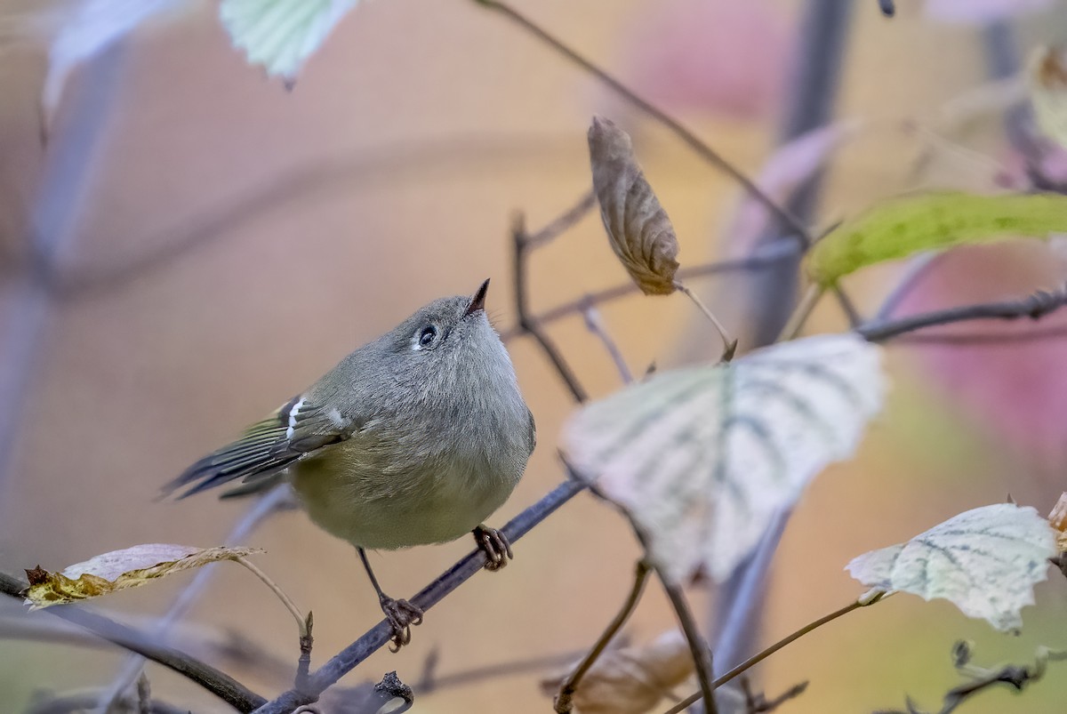Ruby-crowned Kinglet - ML643958822