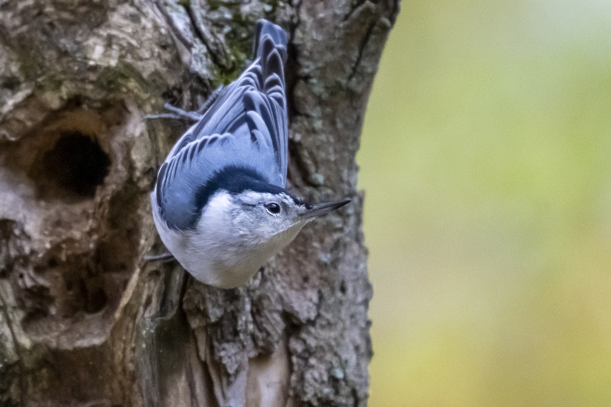 White-breasted Nuthatch - ML643958826